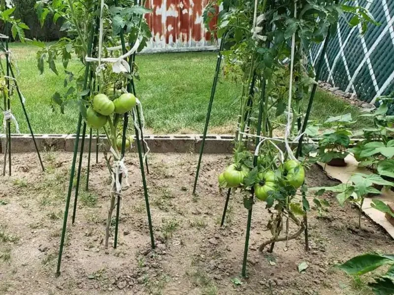 Planting spacing, seeding depth and soil grip demonstration