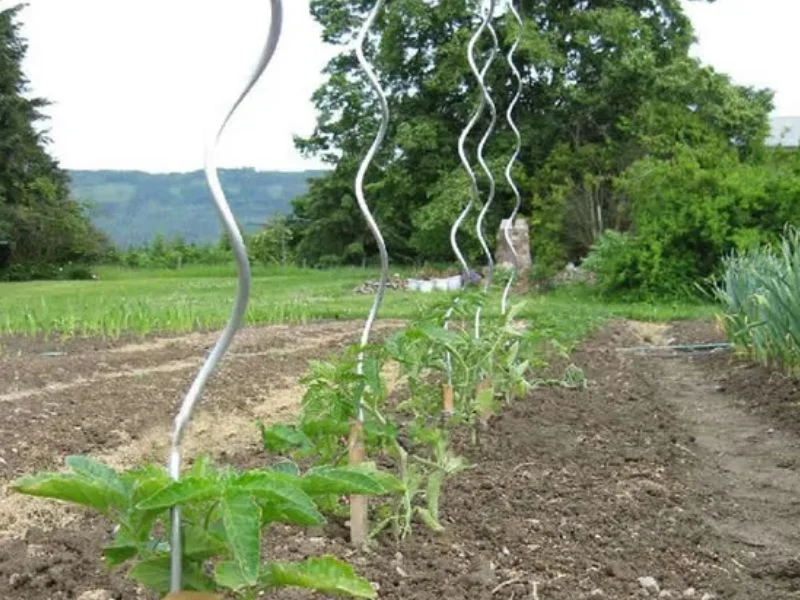 Figure-eight tie holding tomato stem to stake
