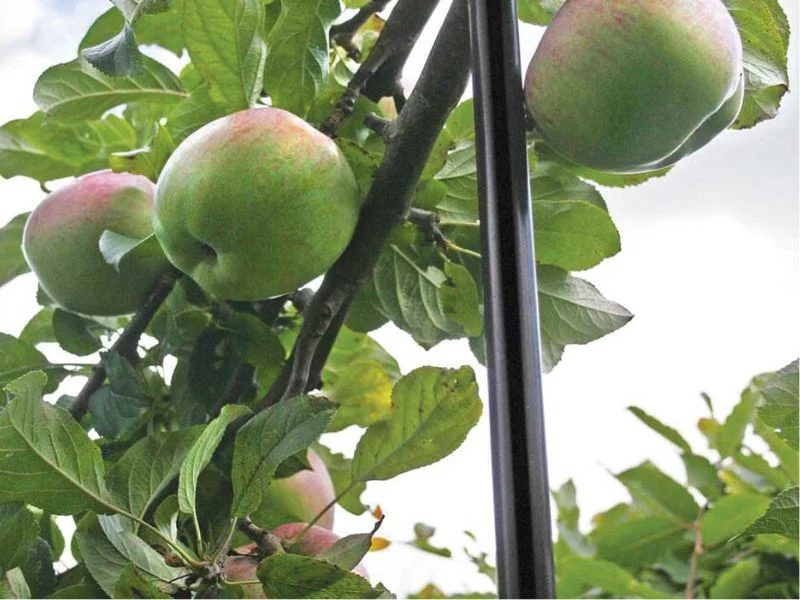 Reihen von Obstbaumpfählen in einer Obstplantage