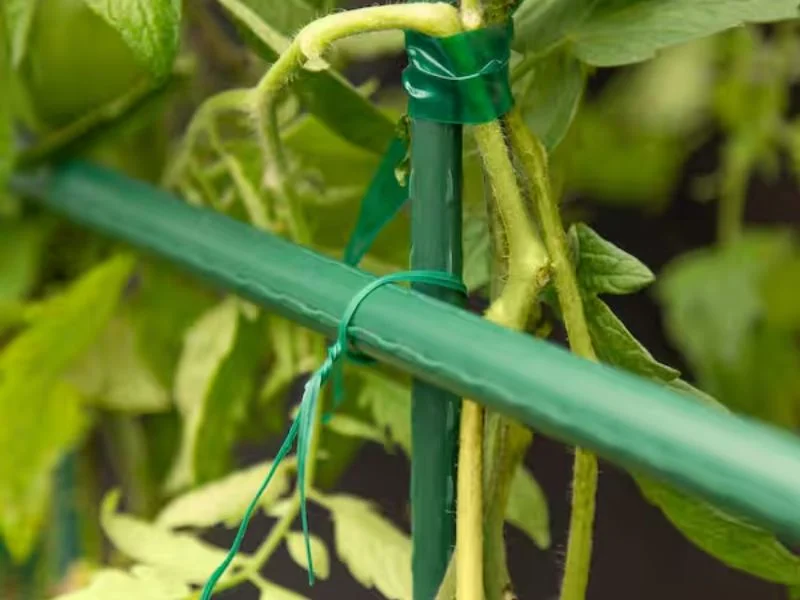 Heavy duty aluminum stake supporting a young tree