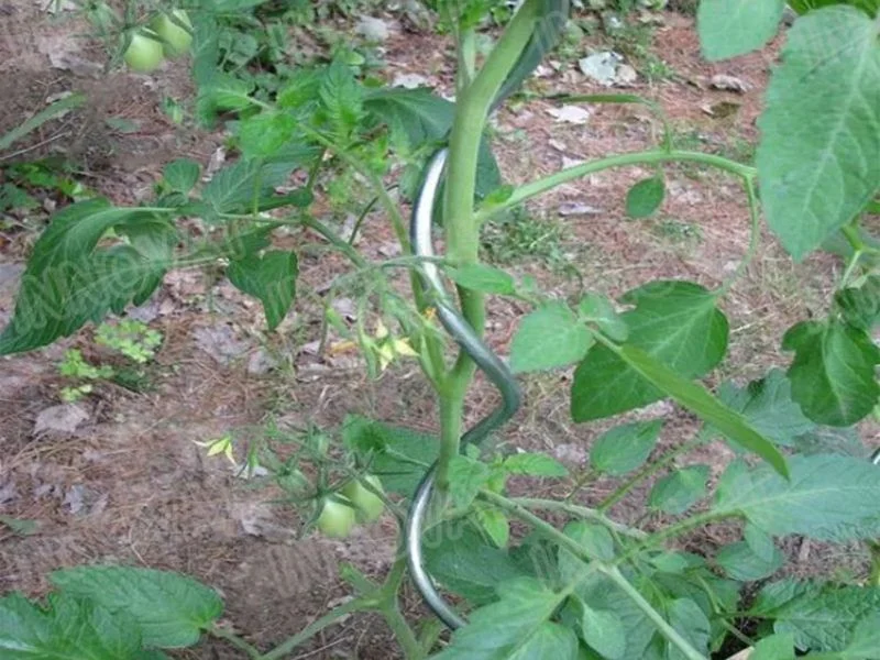 Anodized metal tomato stake beside rusted steel and moldy bamboo