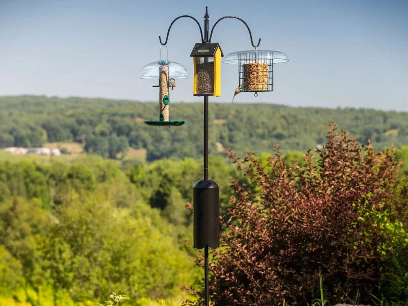 Squirrel baffle mounted on a smooth anodized bird feeder pole