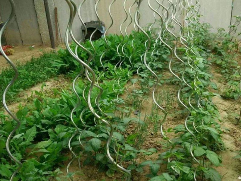 Aluminum, rusted steel and moldy bamboo tomato stakes compared