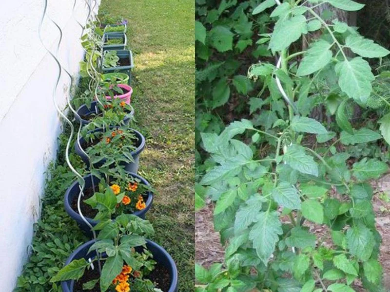 Setting a stake at tomato transplanting time