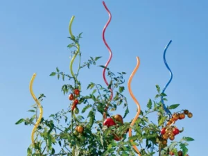 Tomato plant tied to a garden stake with soft ties