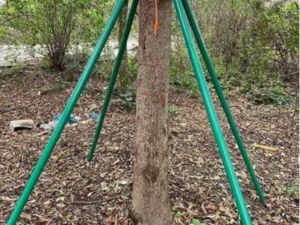 Anodized aluminum tree stakes supporting a newly planted tree