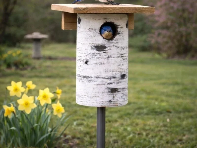 Bluebird house on a baffle-ready aluminum pole